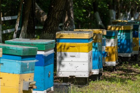Foto de Muchos conjunto de colmena de madera en el jardín de primavera en el colmenar para recoger la miel. Una fila de coloridas colmenas en una pequeña área cerrada - Imagen libre de derechos