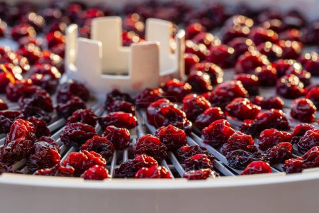Photo for Dry red pitted cherries on a drying tray for dehydrator, close up. A way to preserve vitamins. Vegetarian meal, healthy and useful - Royalty Free Image