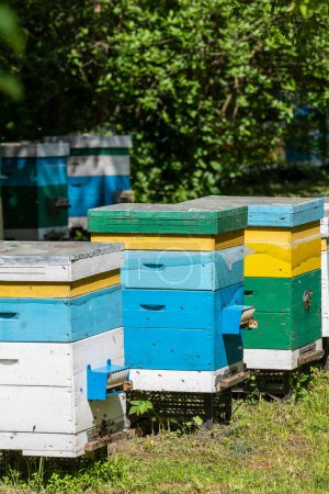 Photo for Many set of wooden beehive in the spring garden in the apiary to collect honey. A row of colorful beehives on a small enclosed area - Royalty Free Image