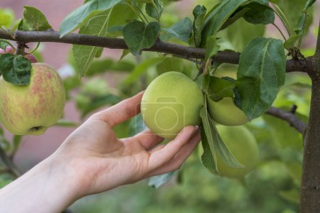 Photo for Close up of a girl hand picking an apple off of a tree in an orchard - Royalty Free Image