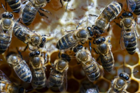Foto de Muchas abejas trabajadoras en panal, de cerca. Colonia de abejas en colmenar. Apicultura en el campo. Macro inyectado en una colmena en un panal, células de cera con miel y polen. Miel en peines - Imagen libre de derechos