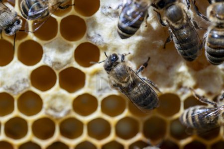Foto de Muchas abejas trabajadoras en panal, de cerca. Colonia de abejas en colmenar. Apicultura en el campo. Macro inyectado en una colmena en un panal, células de cera con miel y polen. Miel en peines - Imagen libre de derechos