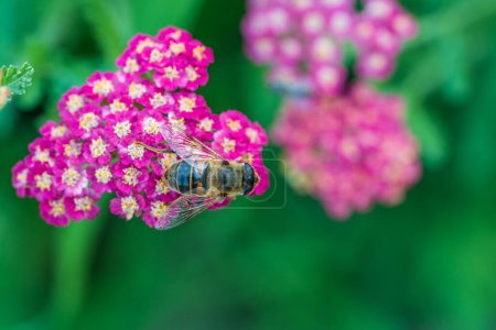 Foto de Detalle de abeja en flor de milenrama violeta, macro. Jardín de hierbas con abeja miel insecto, de cerca - Imagen libre de derechos
