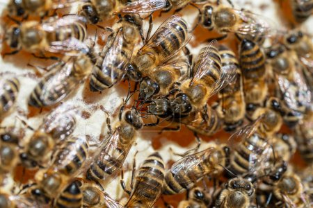 Téléchargez les photos : Beaucoup d'abeilles qui travaillent en nid d'abeille, ferment. Colonie d'abeilles dans le rucher. L'apiculture à la campagne. Macro prise dans une ruche dans un nid d'abeille, des cellules de cire avec du miel et du pollen. Miel en peignes - en image libre de droit