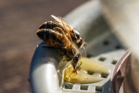 Foto de La abeja en la escudilla con el agua dulce en el colmenar, se acercan, macro. Alimentación de abejas durante la ausencia de recolección de miel. Abejas de cerca en un frasco de agua y jarabe amarillo - Imagen libre de derechos