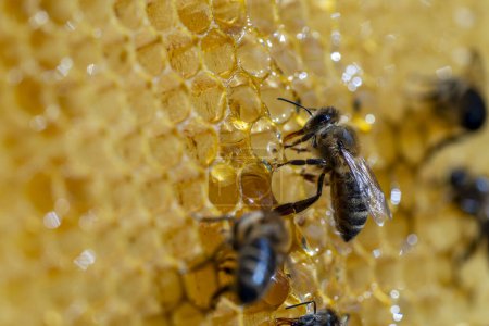 Téléchargez les photos : Des abeilles en nid d'abeille, fermez. Colonie d'abeilles dans le rucher. L'apiculture à la campagne. Macro prise dans une ruche dans un nid d'abeille, des cellules de cire avec du miel et du pollen. Miel en peignes - en image libre de droit