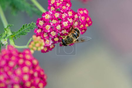 Foto de Detalle de abeja en flor de milenrama violeta, macro. Jardín de hierbas con abeja miel insecto, de cerca - Imagen libre de derechos