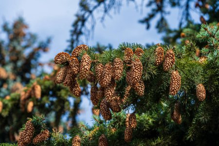 Photo for Green spruce tree branch with needles and many cones. Many cones on spruce, close up - Royalty Free Image