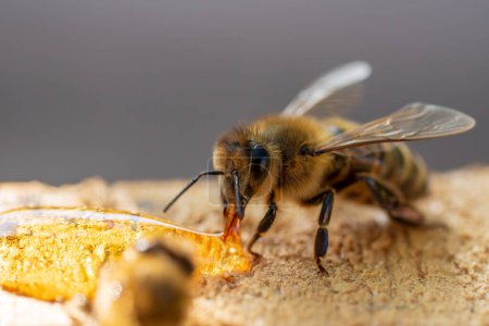 Téléchargez les photos : Une abeille qui ramasse du nectar, gros plan. L'apiculture à la campagne - en image libre de droit