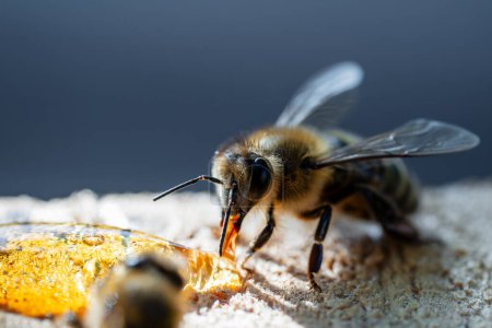 Photo for Worker bee collecting nectar, close-up. Beekeeping in countryside - Royalty Free Image