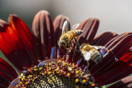 Photo for Honeybee on red sunflower flower, macro. Herb garden with honey bee insect. Worker bee collects nectar, close up - Royalty Free Image
