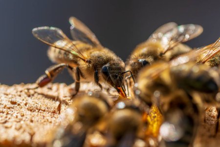 Téléchargez les photos : Une abeille qui ramasse du nectar, gros plan. L'apiculture à la campagne - en image libre de droit