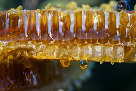 Foto de Miel goteando de panal de miel en el fondo de la naturaleza, de cerca. Dulce gota de miel en el panal. Concepto de comida saludable. Miel en peines - Imagen libre de derechos