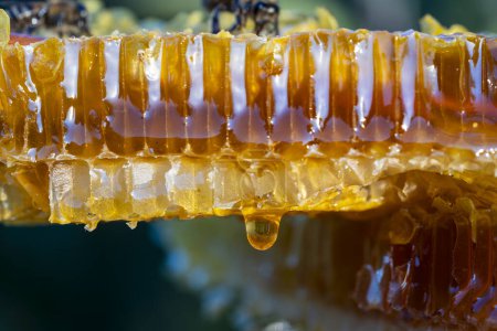 Téléchargez les photos : Miel dégoulinant de peigne de miel sur fond nature, gros plan. Douce goutte de miel sur le nid d'abeille. Concept d'alimentation saine. Miel en peignes - en image libre de droit