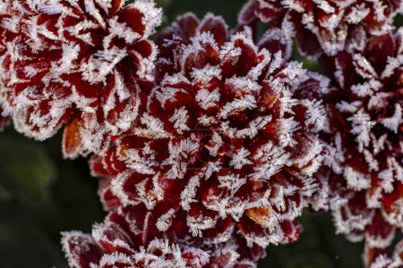 Téléchargez les photos : Gros plan d'un chrysanthème rouge recouvert de givre. Les délicats pétales sont ornés de cristaux scintillants, créant une image étonnante et éthérée - en image libre de droit