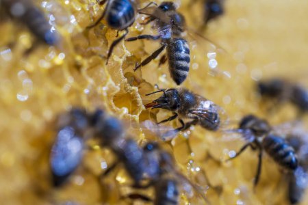 Foto de Trabajando abejas en panal, de cerca. Colonia de abejas en colmenar. Apicultura en el campo. Macro inyectado en una colmena en un panal, células de cera con miel y polen. Miel en peines - Imagen libre de derechos