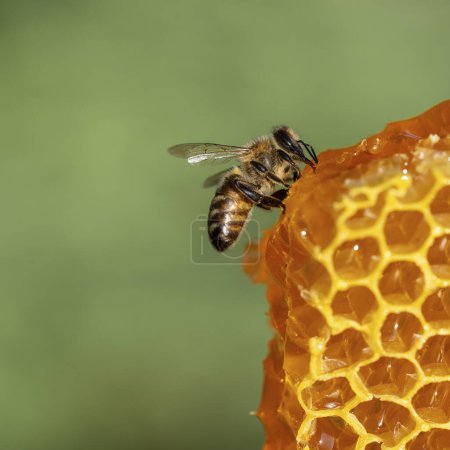 Téléchargez les photos : Des abeilles en nid d'abeille, fermez. Colonie d'abeilles dans le rucher. L'apiculture à la campagne. Macro prise dans une ruche dans un nid d'abeille, des cellules de cire avec du miel et du pollen. Miel en peignes - en image libre de droit