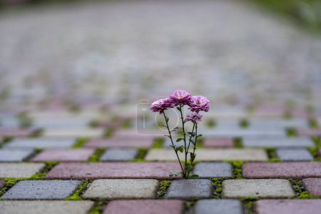Photo for Pink chrysanthemum growing through paving stones on street, close up. Flower growing on paving stone road background - Royalty Free Image