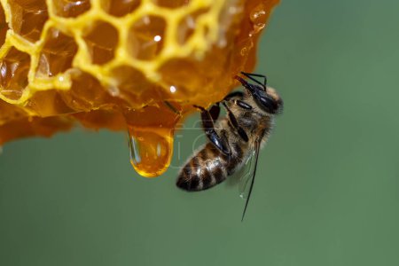 Foto de Trabajando abejas en panal, de cerca. Colonia de abejas en colmenar. Apicultura en el campo. Macro inyectado en una colmena en un panal, células de cera con miel y polen. Miel en peines - Imagen libre de derechos