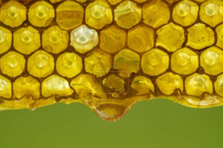Photo for Honey dripping from honey comb on nature background, close up. Sweet drop of honey on the honeycomb. Healthy food concept. Honey in combs - Royalty Free Image