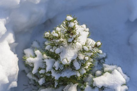 Photo for Small green Christmas tree covered with white snow during winter, close up - Royalty Free Image
