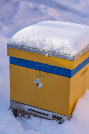 Photo for Colorful yellow and blue beehives covered with snow, close up. Beehive in the apiary in winter. Heavy frost, a lot of snow. Ukraine - Royalty Free Image