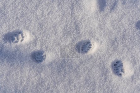 Téléchargez les photos : Empreintes de pas de chat dans la neige blanche en hiver, gros plan, vue sur le dessus - en image libre de droit