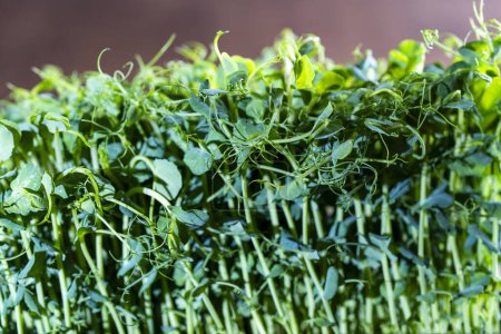 Photo for Micro greens peas sprouts , close up. The concept of healthy eating and organic food - Royalty Free Image
