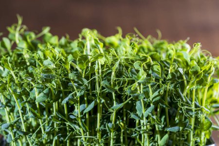 Photo for Micro greens peas sprouts , close up. The concept of healthy eating and organic food - Royalty Free Image