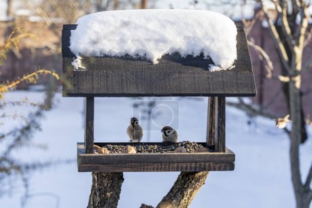 Photo for Wooden bird feeder in the form of a house on winter garden. Behavior of birds at feeder with seeds. There are sparrows in feeder. Birds at the feeder - Royalty Free Image