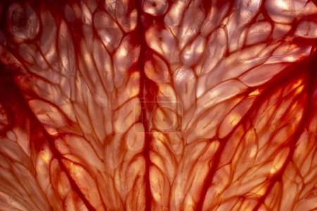 Téléchargez les photos : Close up of sliced ripe grapefruit, macro. Red fresh grapefruit surface background or texture. Top view - en image libre de droit