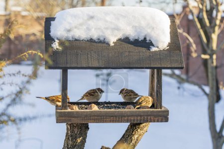 Holzvogelfutterhäuschen in Form eines Hauses im Wintergarten. Verhalten der Vögel bei der Fütterung mit Samen. Es gibt Spatzen im Futterhäuschen. Vögel am Futterhäuschen