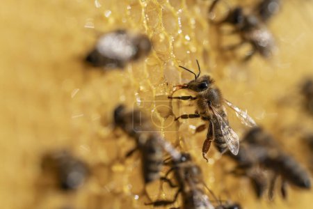 Téléchargez les photos : Des abeilles en nid d'abeille. Colonie d'abeilles dans le rucher. L'apiculture à la campagne. Macro shot avec dans la ruche en nid d'abeille, cellules de cire miel. Miel en peignes - en image libre de droit