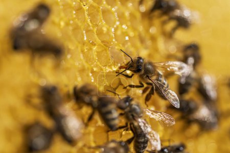 Téléchargez les photos : Des abeilles en nid d'abeille. Colonie d'abeilles dans le rucher. L'apiculture à la campagne. Macro shot avec dans la ruche en nid d'abeille, cellules de cire miel. Miel en peignes - en image libre de droit