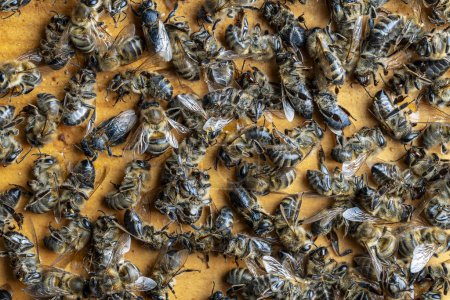 Téléchargez les photos : Beaucoup d'abeilles mortes dans la ruche, près, vue de dessus. Trouble de l'effondrement des colonies. famine, exposition aux pesticides, ravageurs et maladies - en image libre de droit