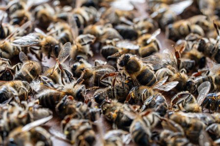 Muchas abejas muertas en la colmena, de cerca. Trastorno de colapso de colonias. Hambruna, exposición a plaguicidas, plagas y enfermedades