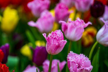 Foto de Beautiful colorful tulips background. Field of spring flowers. Flower bed tulips in Danang, Vietnam, close up - Imagen libre de derechos