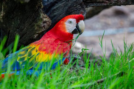 Photo for Close up face of red macaw parrot bird, wild bird in nature - Royalty Free Image