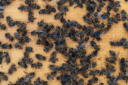 Viele tote Bienen im Stock, aus nächster Nähe. Koloniezusammenbruch-Störung. Hunger, Pestizidbelastung, Schädlinge und Krankheiten