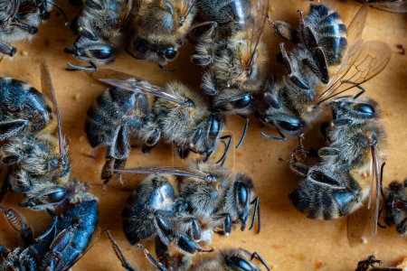 Téléchargez les photos : Beaucoup d'abeilles mortes dans la ruche, ferment. Trouble de l'effondrement des colonies. famine, exposition aux pesticides, ravageurs et maladies - en image libre de droit