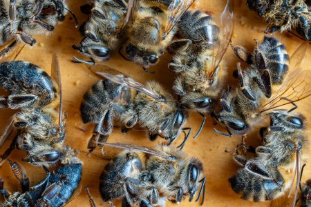 Téléchargez les photos : Beaucoup d'abeilles mortes dans la ruche, ferment. Trouble de l'effondrement des colonies. famine, exposition aux pesticides, ravageurs et maladies - en image libre de droit