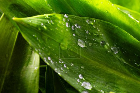 Photo for Lush green leaves of wild garlic with water drops on a background, close up. Healthy leaves of green wild leek or ramson - Royalty Free Image