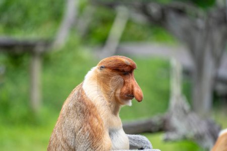 Familia de monos probóscis silvestres o larvas de Nasalis, en la selva tropical de la isla Borneo, Malasia, de cerca. Mono increíble con una nariz grande.