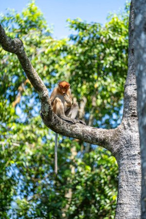 Foto de Familia de monos probóscis silvestres o larvas de Nasalis, en la selva tropical de la isla Borneo, Malasia, de cerca. Mono increíble con una nariz grande. - Imagen libre de derechos