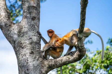 Téléchargez les photos : Famille de singes Proboscis sauvages ou larves de Nasalis, dans la forêt tropicale de l'île de Bornéo, en Malaisie, gros plan. Singe incroyable avec un gros nez. - en image libre de droit