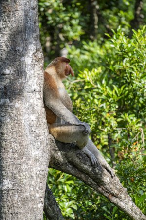 Famille de singes Proboscis sauvages ou larves de Nasalis, dans la forêt tropicale de l'île de Bornéo, en Malaisie, gros plan. Singe incroyable avec un gros nez.