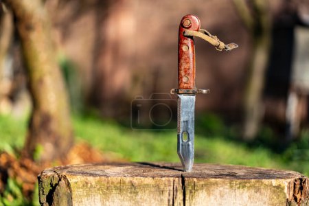 Military old bayonet knife in a wooden stump, close up, outdoors. Bayonet-knife made during the Soviet Union