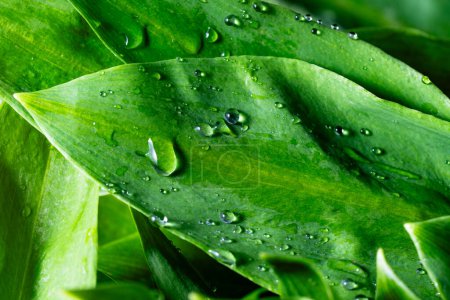 Foto de Las hojas verdes exuberantes del ajo salvaje con las gotas de agua sobre el fondo, se acercan. Hojas sanas de puerro verde salvaje o ramson - Imagen libre de derechos