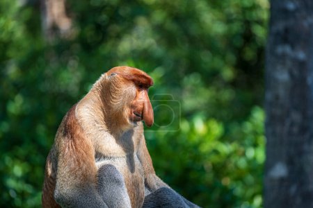 Family of wild Proboscis monkey or Nasalis larvatus, in the rainforest of island Borneo, Malaysia, close up. Amazing monkey with a big nose.