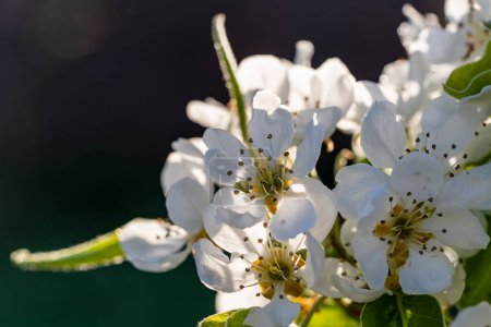 Foto de Primer plano de flores de pera blanca sobre fondo de jardín de primavera - Imagen libre de derechos